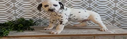 Dalmatian dogs for sale: Alex - Ad 9