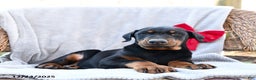 Doberman Pinscher dogs for sale: Rock - Ad 3