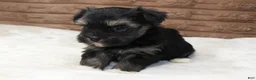 Havanese dogs for sale: Rocky - Ad 3