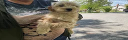 Mini Goldendoodle dogs for sale: Brody - Ad 3