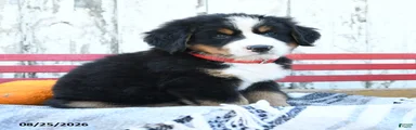 Bella  