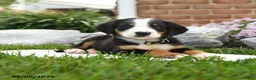 Greater Swiss Mountain Dog dogs for sale: Pilot - Ad 3