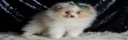 Pomeranian dogs for sale: Chai - Ad 3