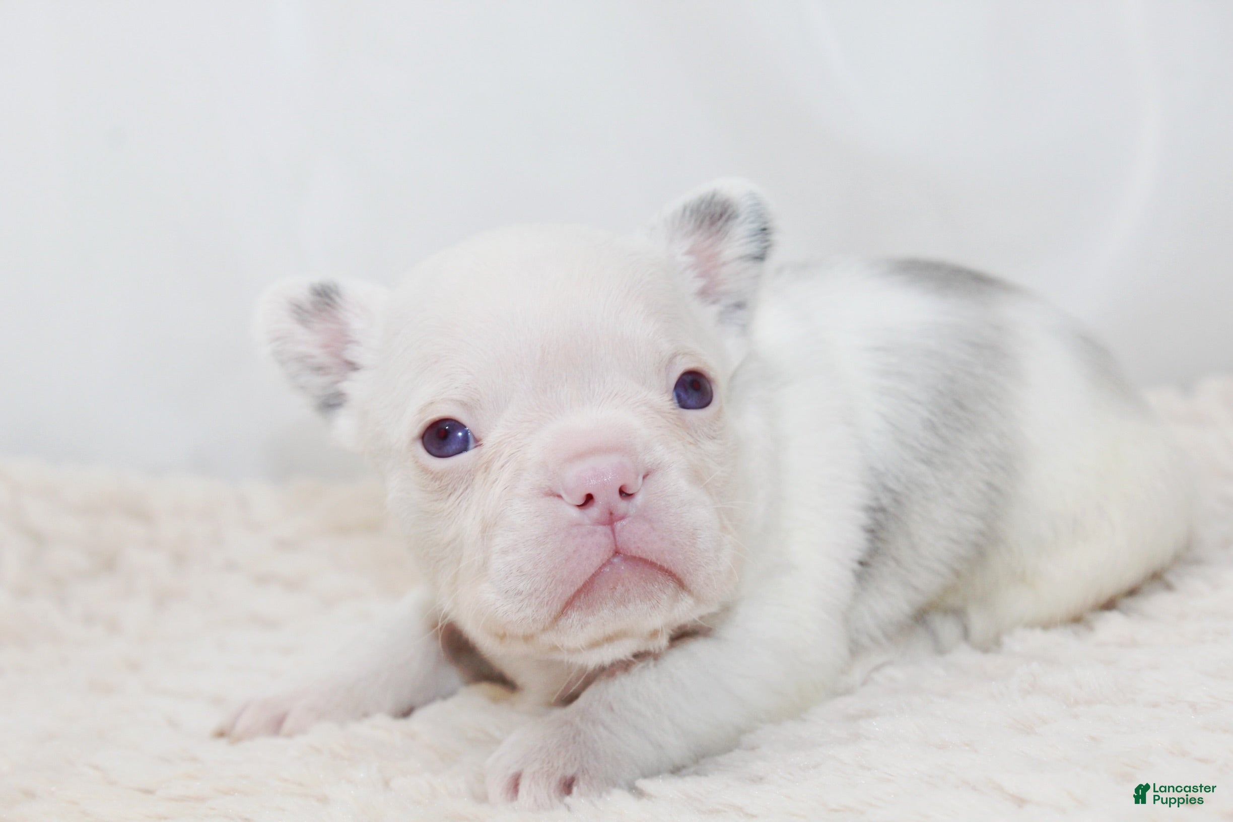 French Bulldog dogs Kodiak-Koi Choc & Tan w Testable  - Ad 34