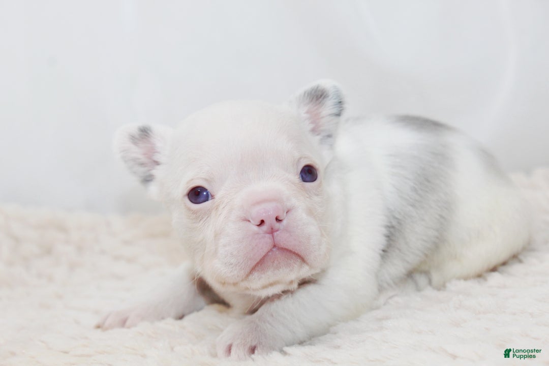 French Bulldog dogs for sale: Kodiak-Koi Choc & Tan w Testable  - Ad 1