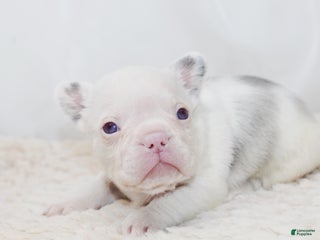 French Bulldog dogs Kodiak-Koi Choc & Tan w Testable - Ad 27