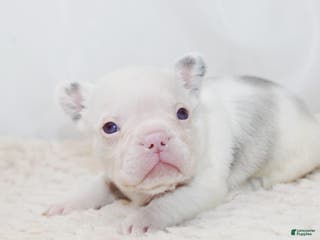 French Bulldog dogs Kodiak-Koi Choc & Tan w Testable - Ad 42