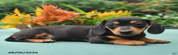 Dachshund dogs for sale: Tyler - Ad 5