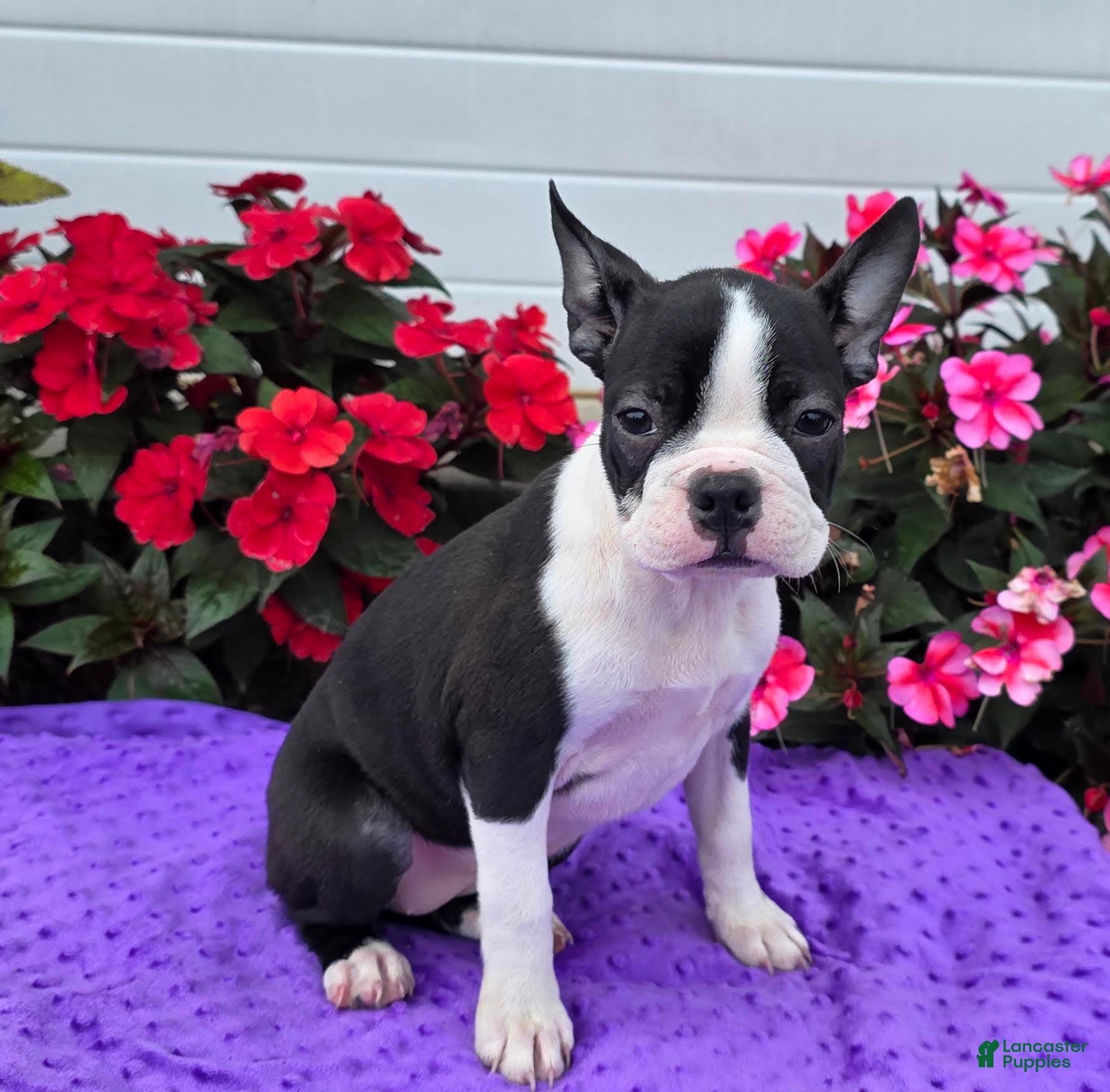 Boston Terrier dogs Jewel Boston Terrier  - Ad 1