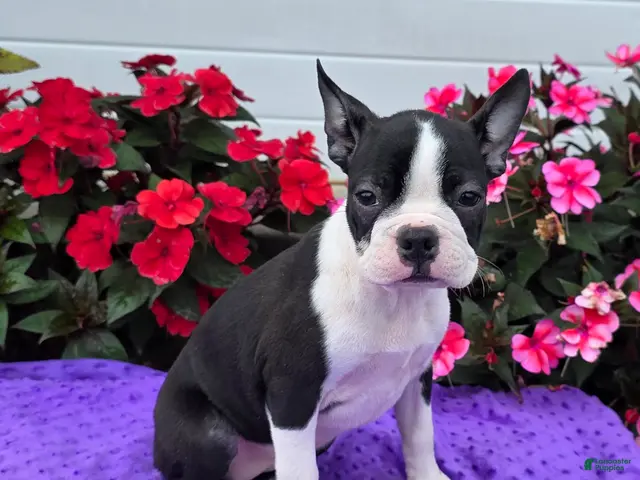 Boston Terrier dogs for sale: Jules Boston Terrier - Ad 2
