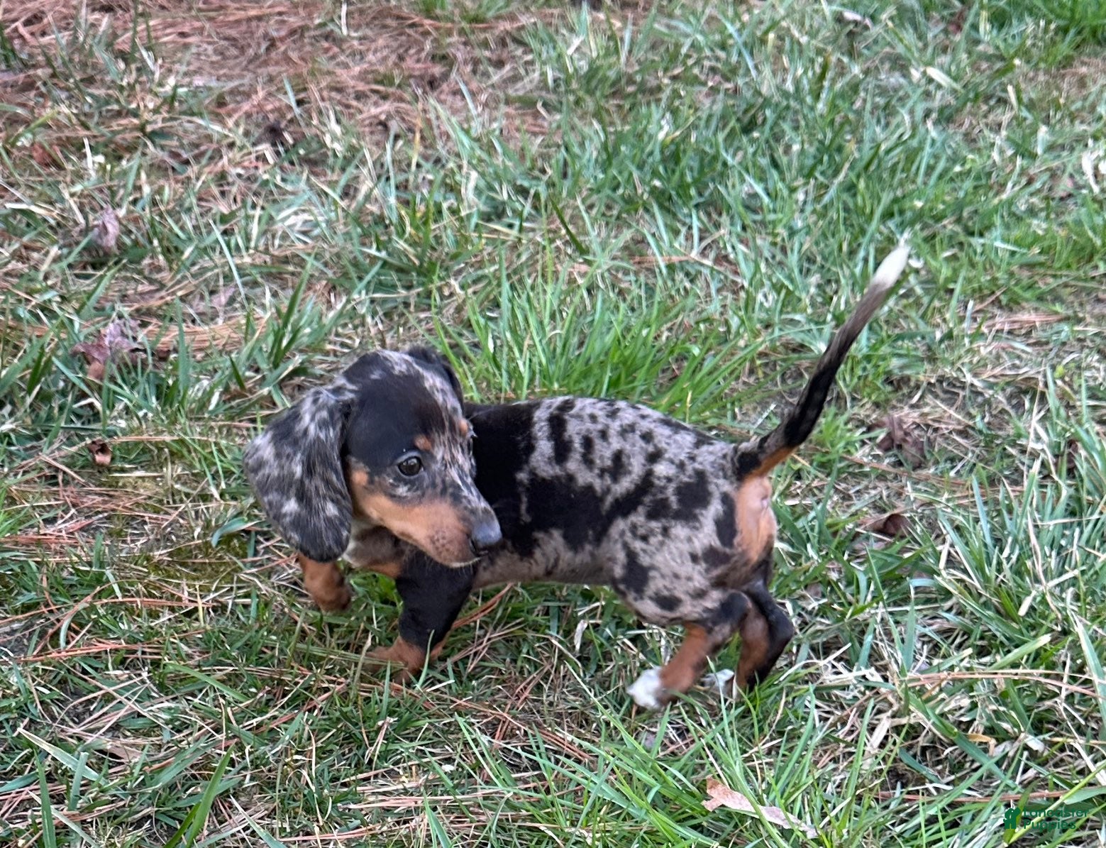 Miniature Dachshund dogs Pippin - Ad 2