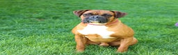Boxer dogs for sale: Blitzen - Ad 7