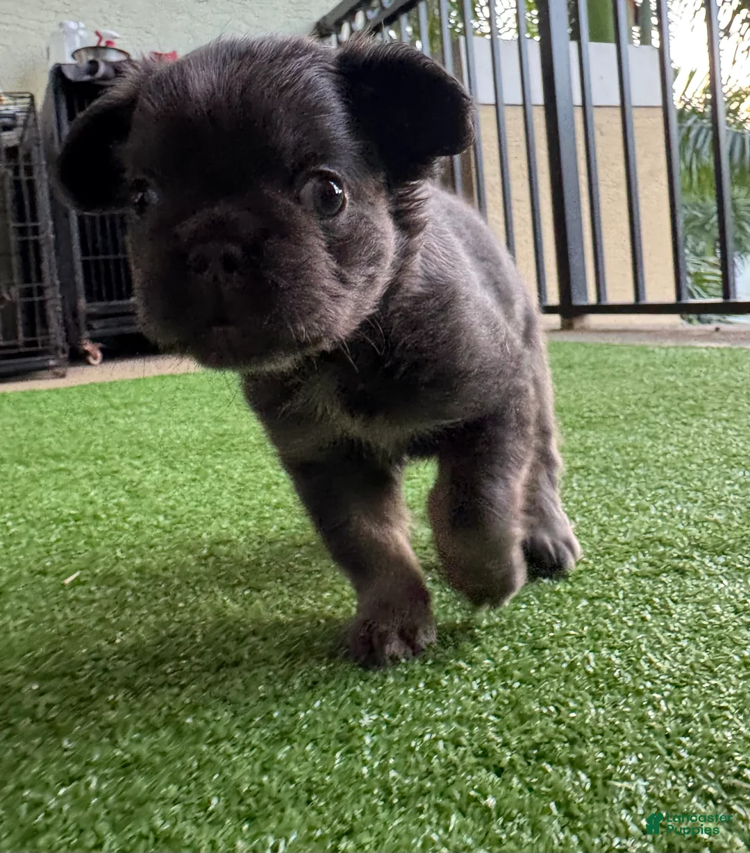 French Bulldog dogs for sale: Peppa - Ad 4