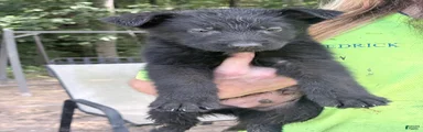 German Shepherd 3