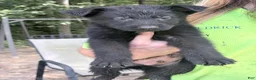German Shepherd dogs for sale: German Shepherd 3 - Ad 1