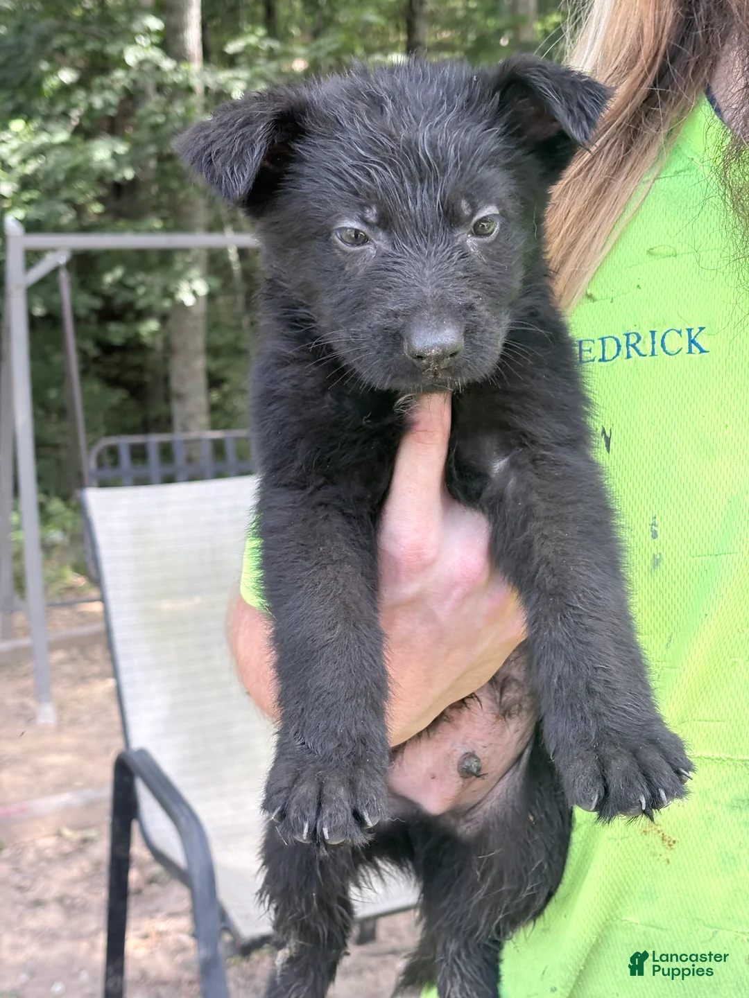 German Shepherd dogs for sale: German Shepherd 3 - Ad 1