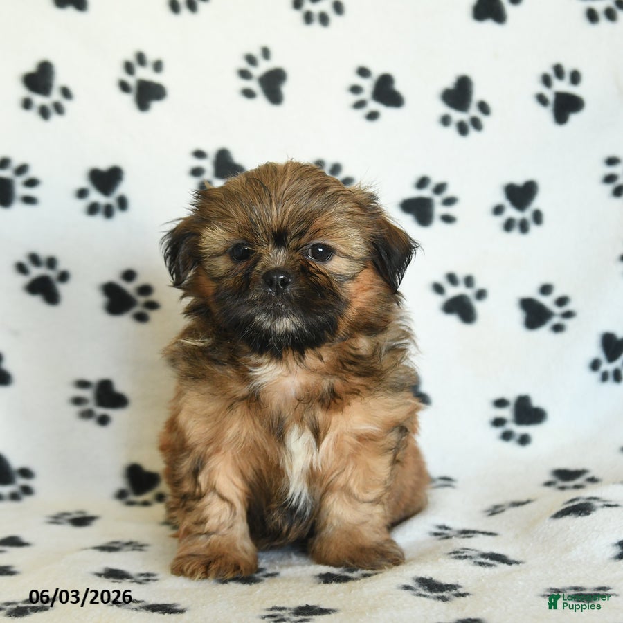 Shih Tzu dogs for sale: Tater - Ad 3