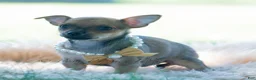 Chihuahua dogs for sale: Jupiter - Ad 1