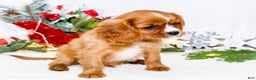 Cavalier King Charles Spaniel dogs for sale: Candy Cane - Ad 8
