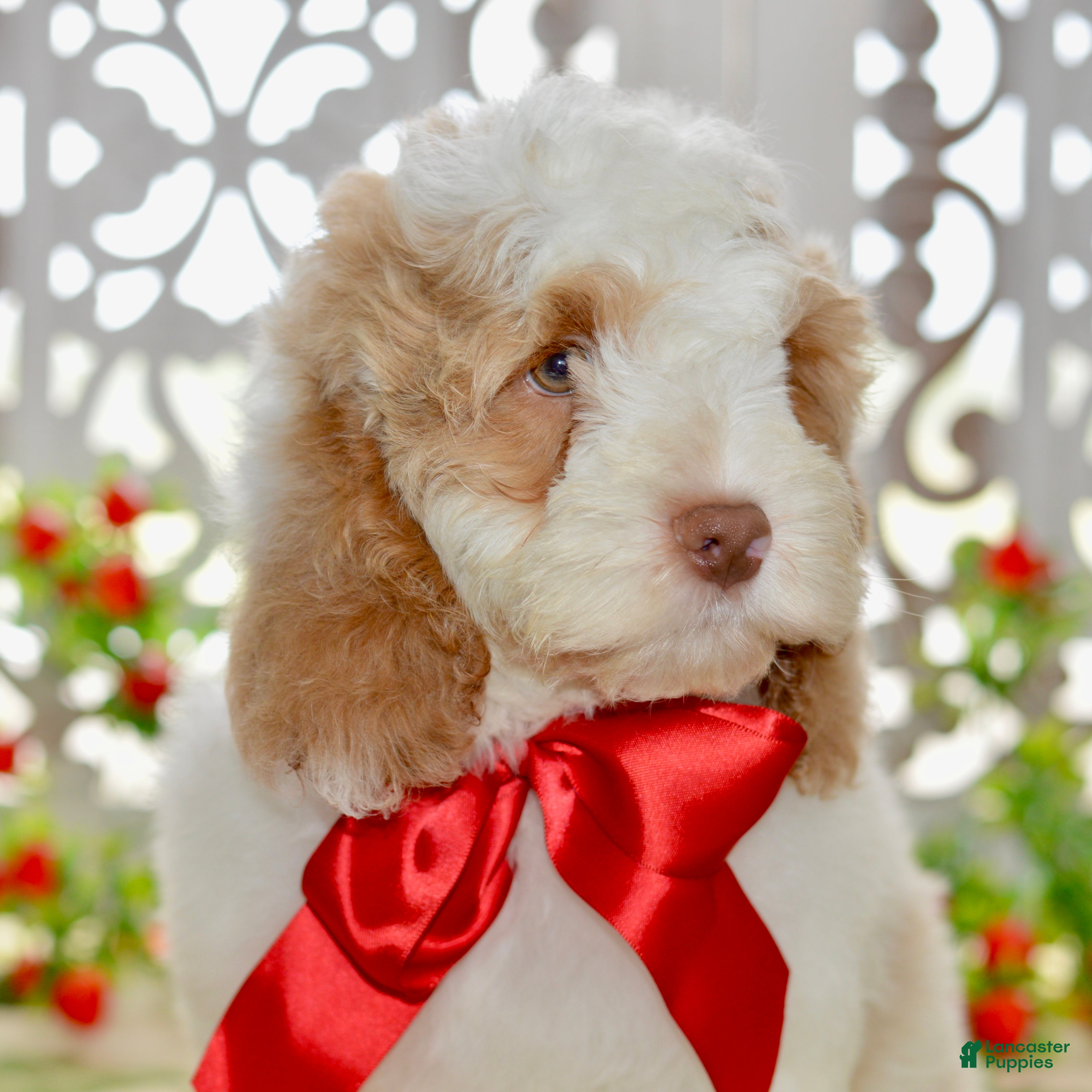 Cockapoo dogs Charles - Ad 2