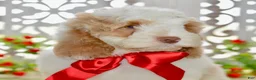 Cockapoo dogs for sale: Charles - Ad 2