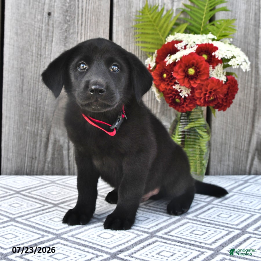 Mixed Breed dogs for sale: Charlie - Ad 2