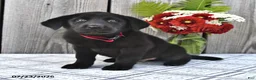 Mixed Breed dogs for sale: Charlie - Ad 1