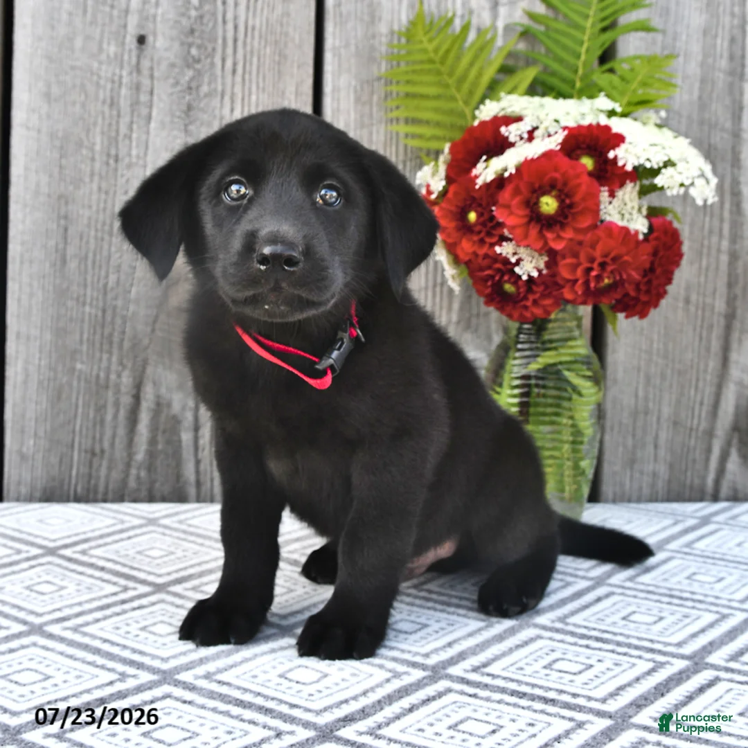 Mixed Breed dogs for sale: Charlie - Ad 1