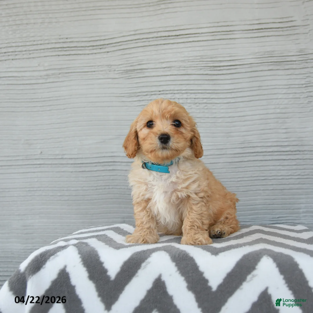 Shihpoo dogs for sale: Frankie - Ad 2