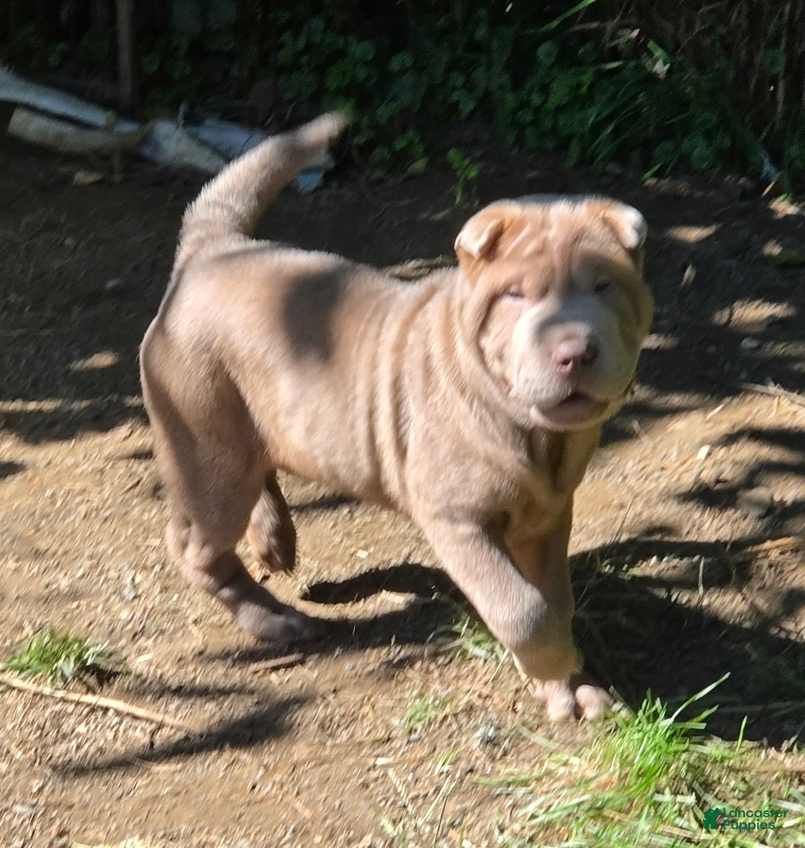 Shar Pei dogs Lyla - Ad 2