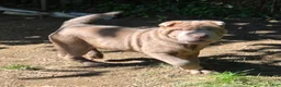 Shar Pei dogs for sale: Lyla - Ad 2