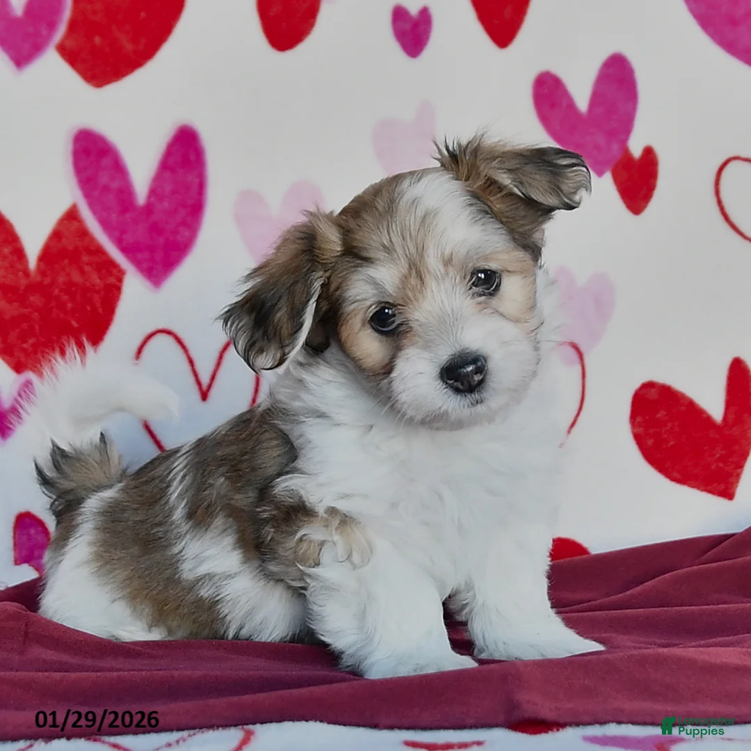 Havanese dogs for sale: Starburst - Ad 2