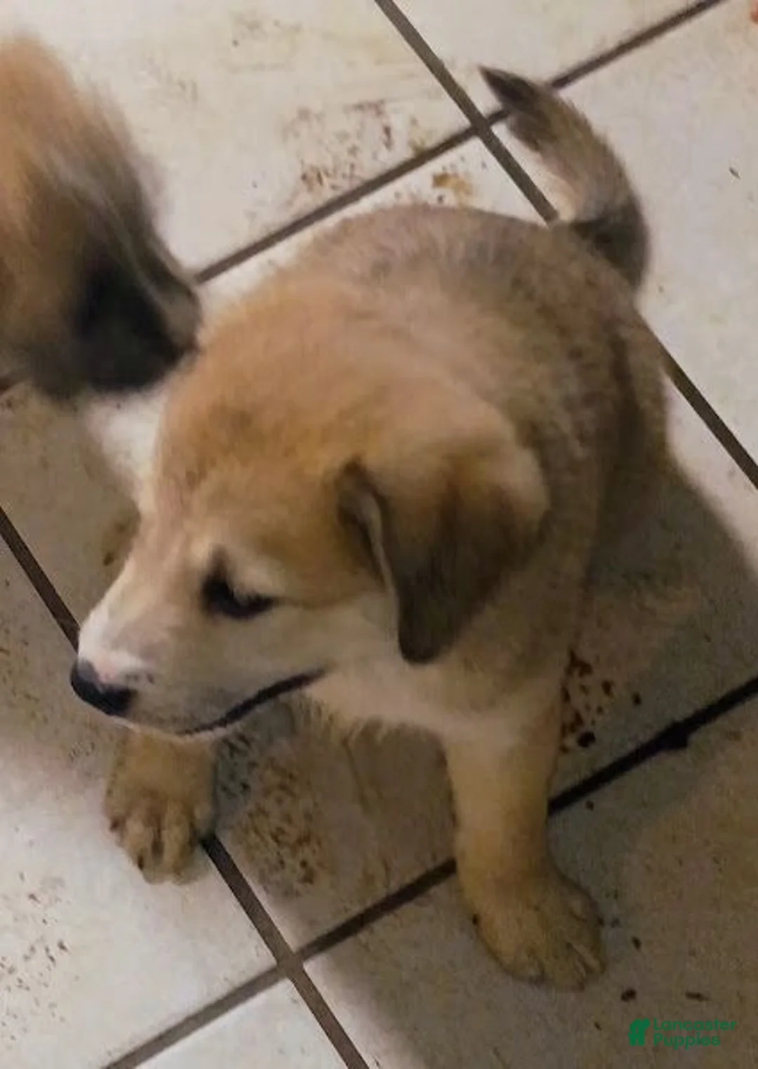 Mixed Breed dogs for sale: MISTER - Ad 2