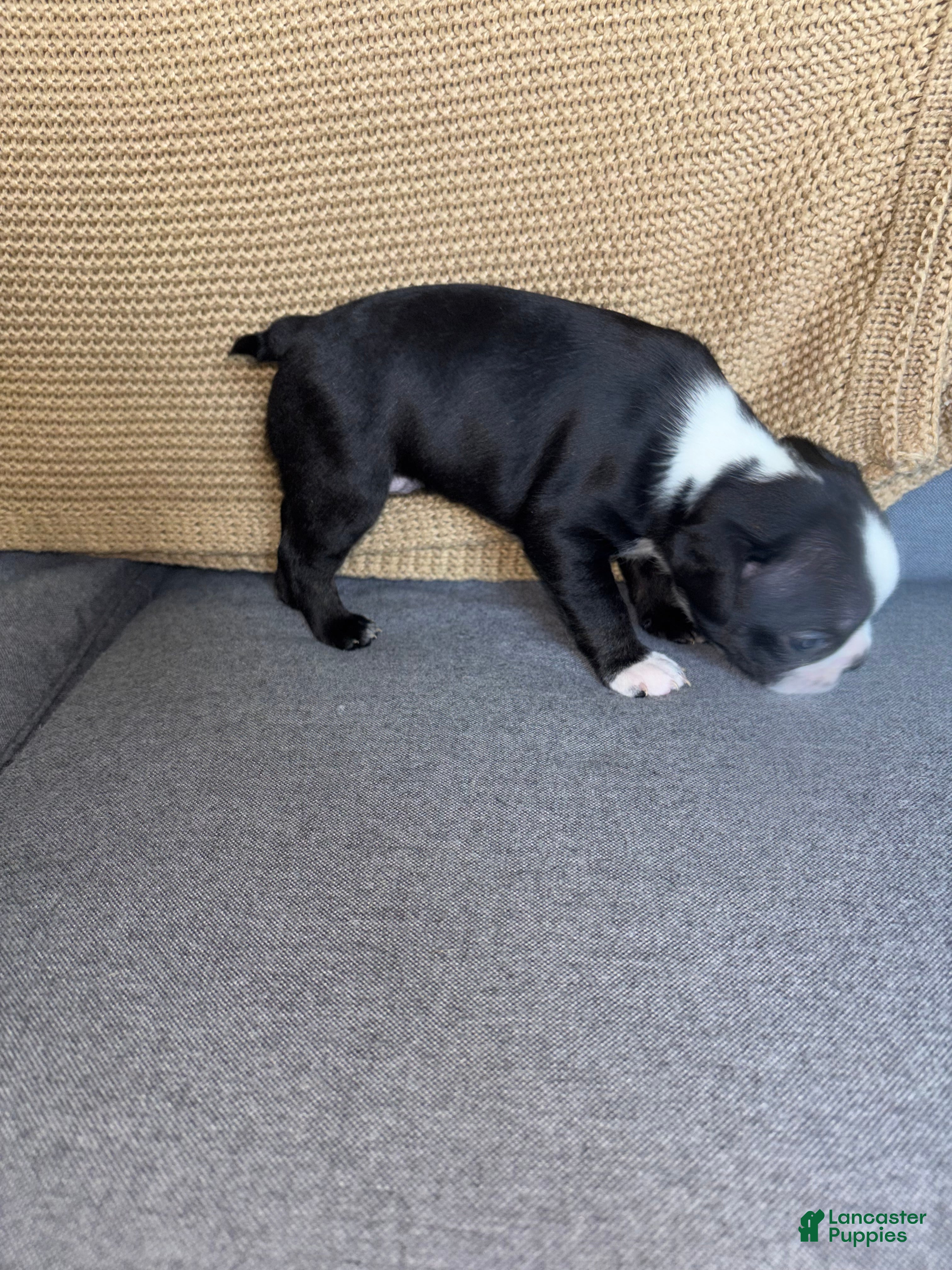 Terrier-mix Frenchton Puppies for sale Lancaster Puppies