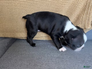 Frenchton dogs - Ad 20