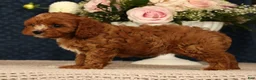 Cavapoo dogs for sale: Lilly - Ad 3