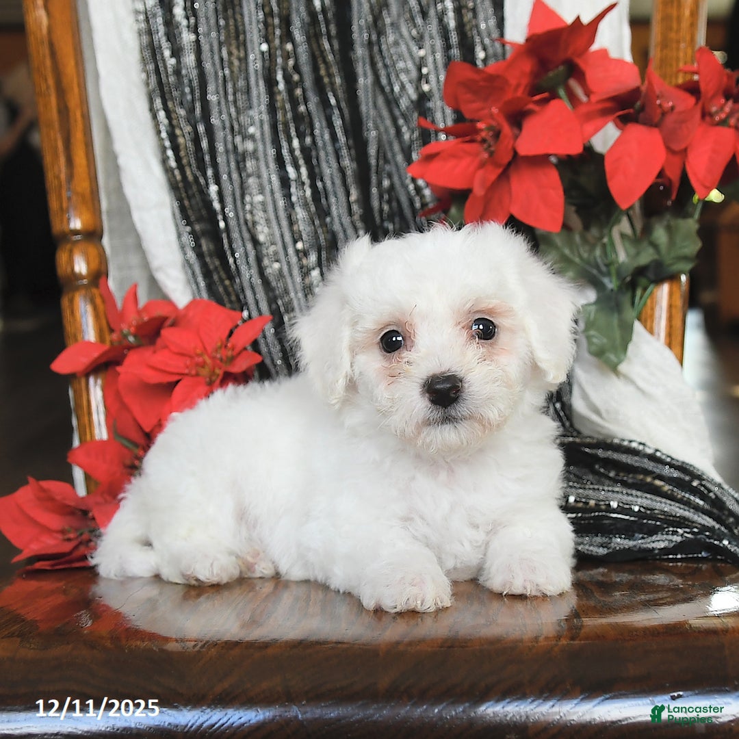 Bichon Frise dogs for sale: Duncan - Ad 3