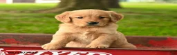Golden Retriever dogs for sale: Charlotte - Ad 1