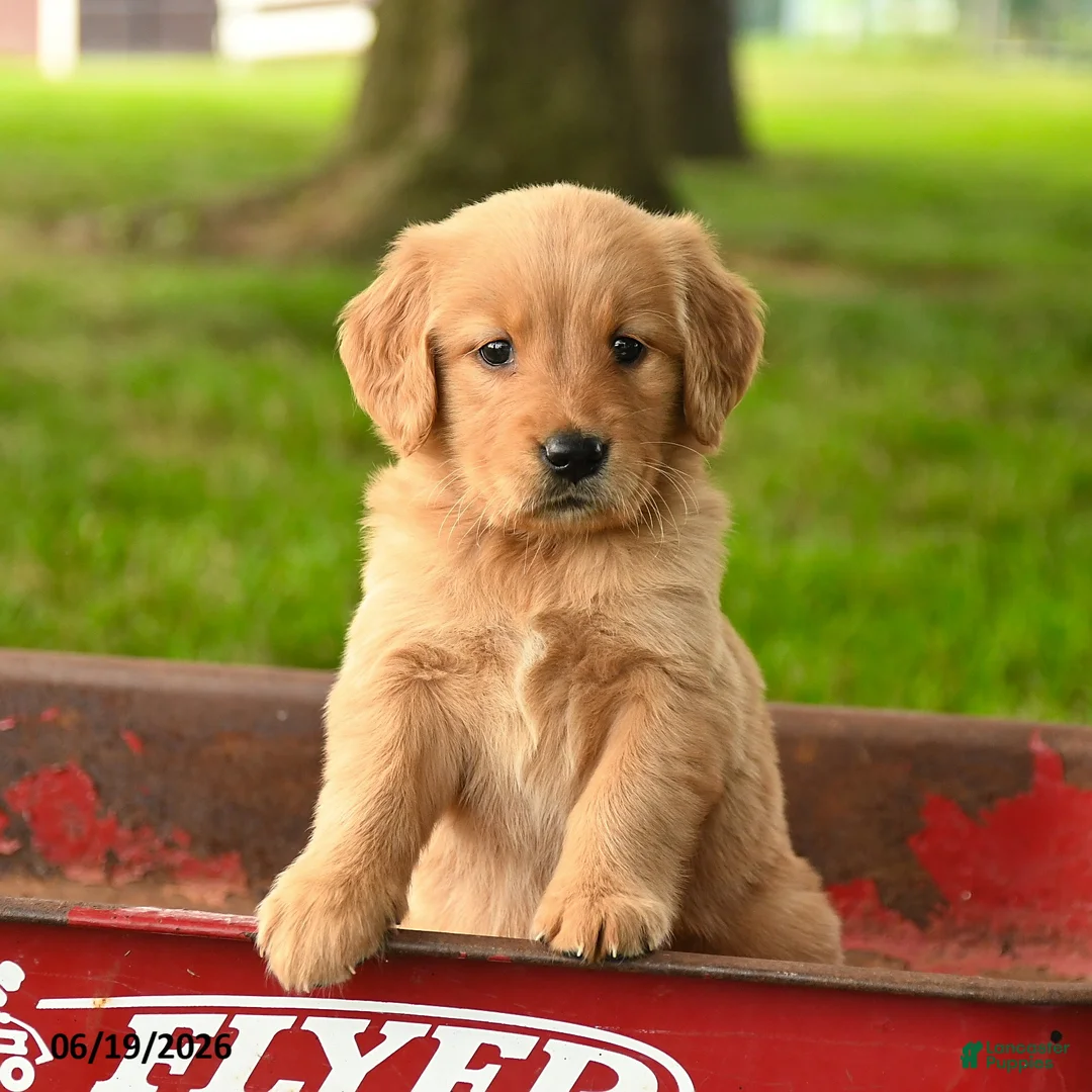 Golden Retriever dogs for sale: Charlotte - Ad 1