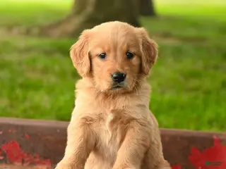 Golden Retriever dogs Charlotte - Ad 12