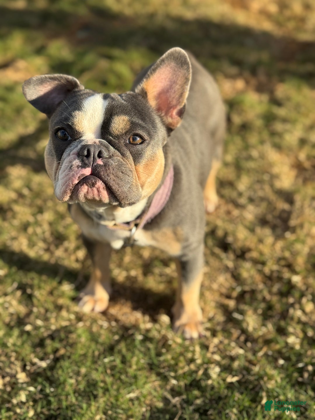 French Bulldog dogs for sale: French Bulldog Puppy 1 - Ad 2