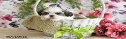 Shih Tzu dogs for sale: Carter - Ad 4