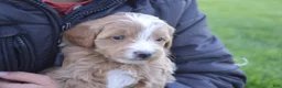 Mini Goldendoodle dogs for sale: Cooper  - Ad 5