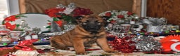 Belgian Malinois dogs for sale: Belle - Ad 1