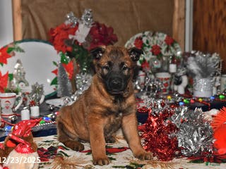 Belgian Malinois dogs Belle - Ad 26