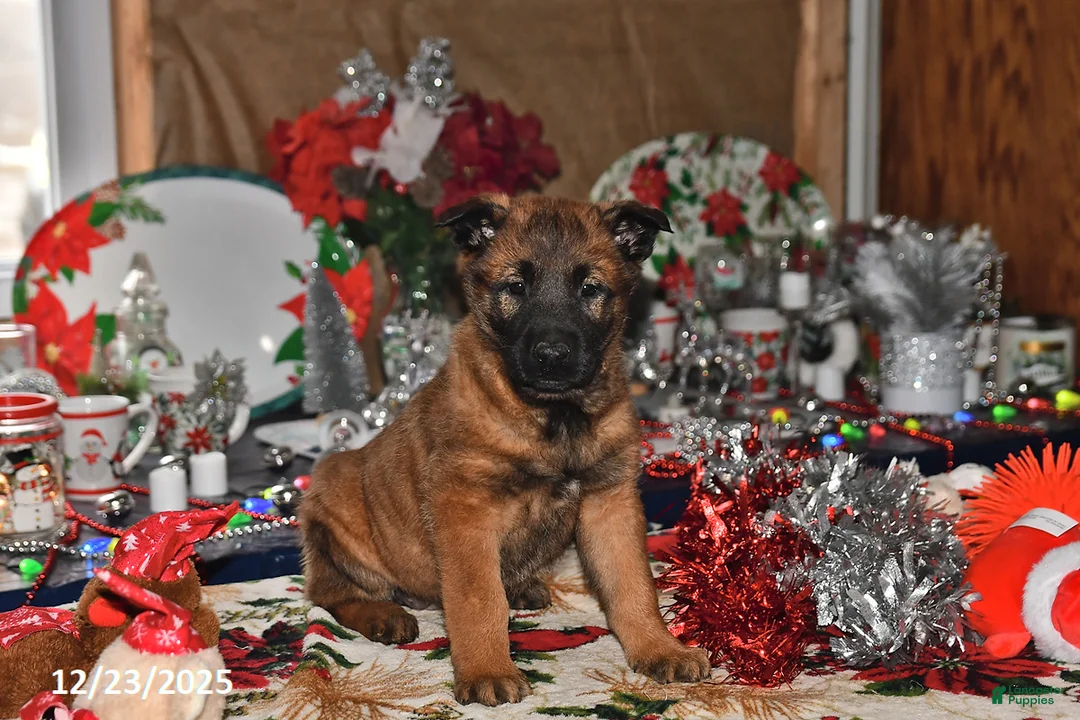 Belgian Malinois dogs for sale: Belle - Ad 6