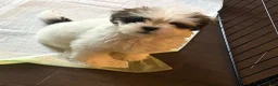 Shih Tzu dogs for sale: Oreo - Ad 5