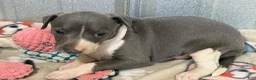 Italian Greyhound dogs for sale: Chase AKC - Ad 3