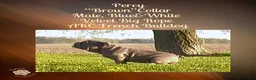 French Bulldog dogs for sale: Percy “Brown” Collar, Male - Ad 5