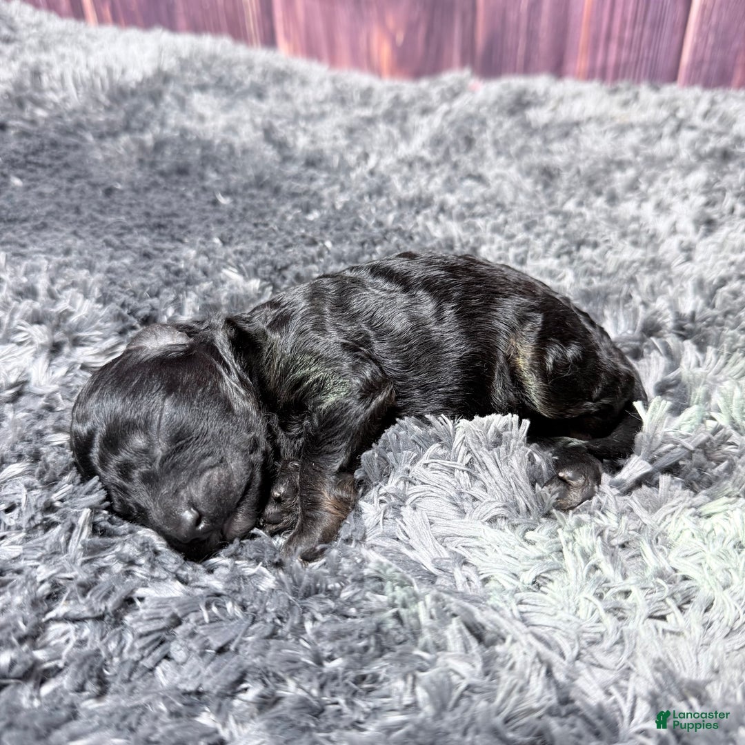 Miniature Poodle dogs for sale: Connie - Ad 2